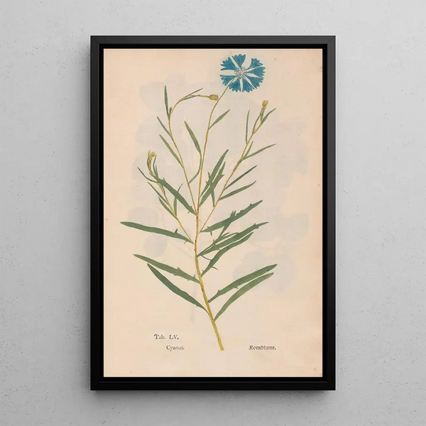 Ectypa vegetabilium Pl055 - Christian Gottlieb Ludwig — oprawiony obraz na ścianie