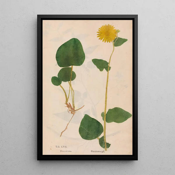 Ectypa vegetabilium Pl057 - Christian Gottlieb Ludwig — oprawiony obraz na ścianie