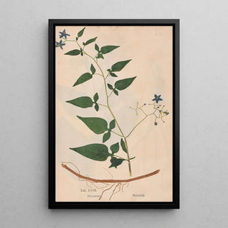 Christian Gottlieb Ludwig - Ectypa vegetabilium Pl058.webp