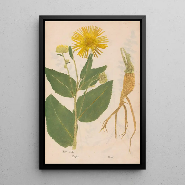 Ectypa vegetabilium Pl059 - Christian Gottlieb Ludwig — oprawiony obraz na ścianie