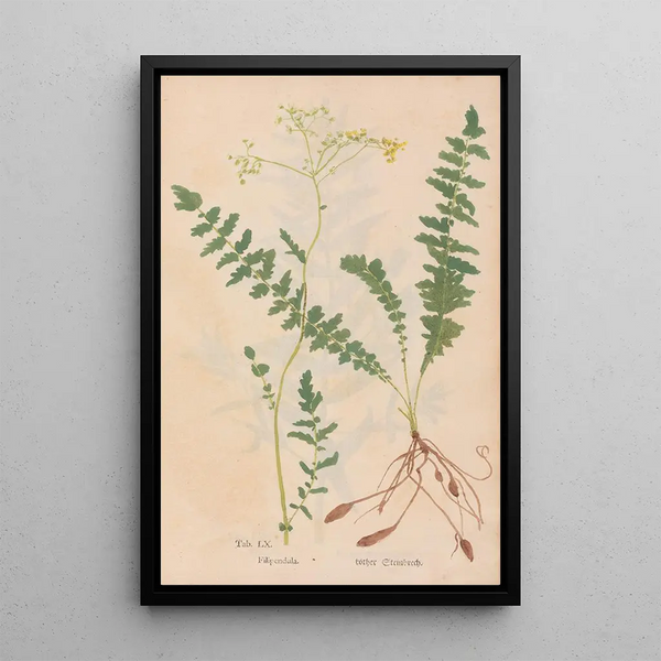 Ectypa vegetabilium Pl060 - Christian Gottlieb Ludwig — oprawiony obraz na ścianie