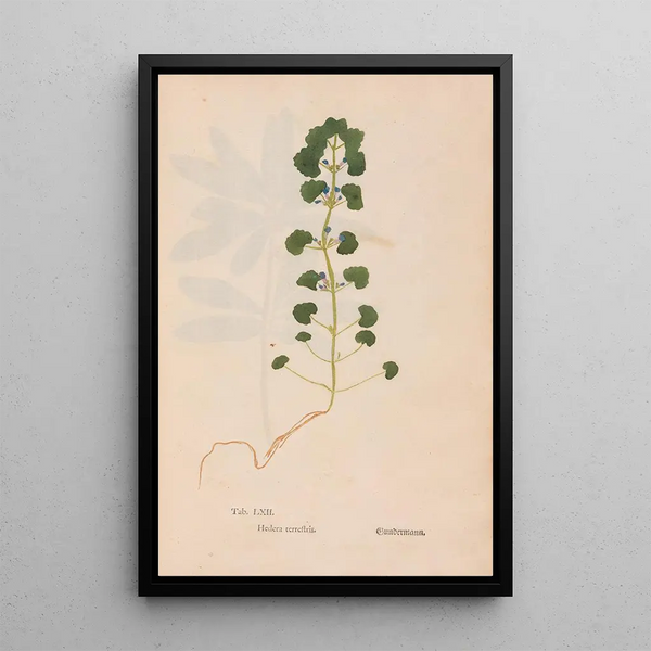 Ectypa vegetabilium Pl062 - Christian Gottlieb Ludwig — oprawiony obraz na ścianie