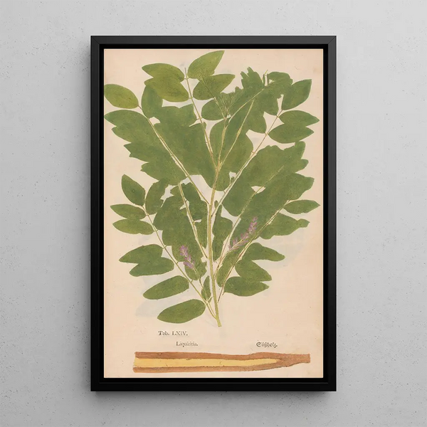 Reprodukcja obrazu Ectypa vegetabilium Pl064 - Christian Gottlieb Ludwig