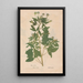 Ectypa vegetabilium Pl065 - Christian Gottlieb Ludwig — oprawiony obraz na ścianie