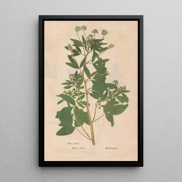 Ectypa vegetabilium Pl065 - Christian Gottlieb Ludwig — oprawiony obraz na ścianie