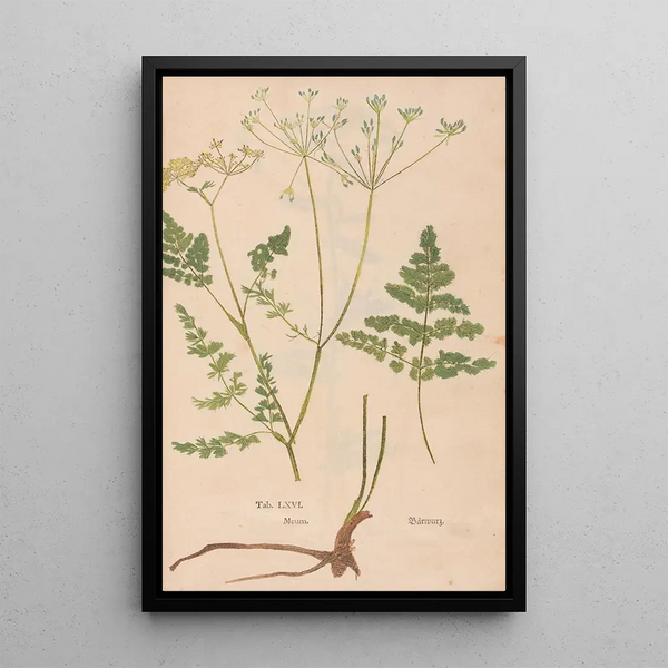Reprodukcja obrazu Ectypa vegetabilium Pl066 - Christian Gottlieb Ludwig