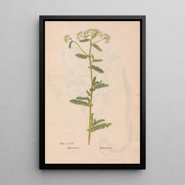 Ectypa vegetabilium Pl067 - Christian Gottlieb Ludwig — oprawiony obraz na ścianie