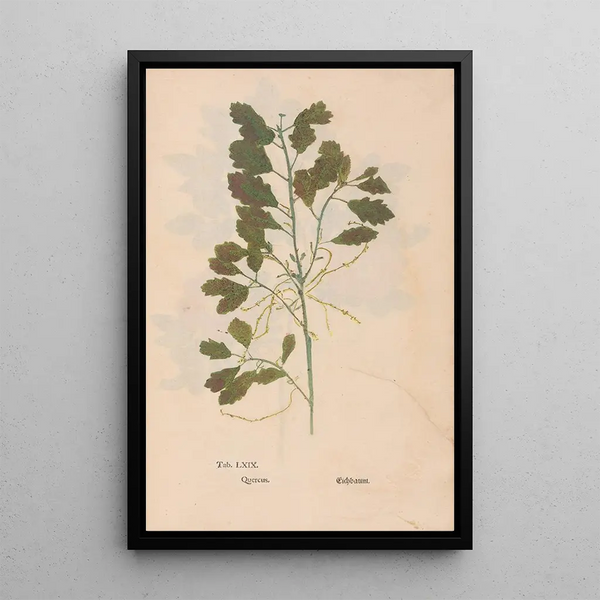 Ectypa vegetabilium Pl069 - Christian Gottlieb Ludwig — oprawiony obraz na ścianie