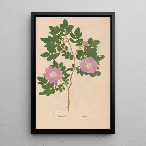 Reprodukcja obrazu Ectypa vegetabilium Pl070 - Christian Gottlieb Ludwig