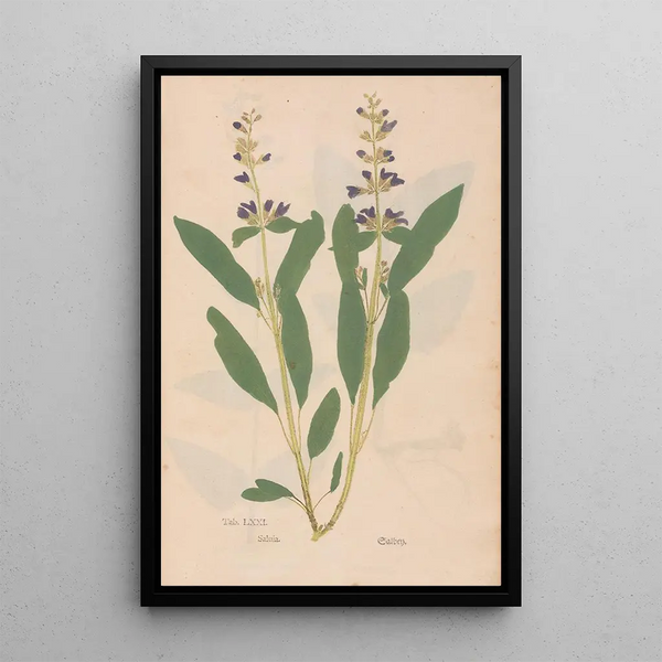 Ectypa vegetabilium Pl071 - Christian Gottlieb Ludwig — oprawiony obraz na ścianie