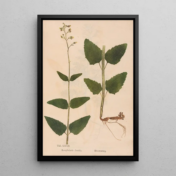 Reprodukcja obrazu Ectypa vegetabilium Pl072 - Christian Gottlieb Ludwig