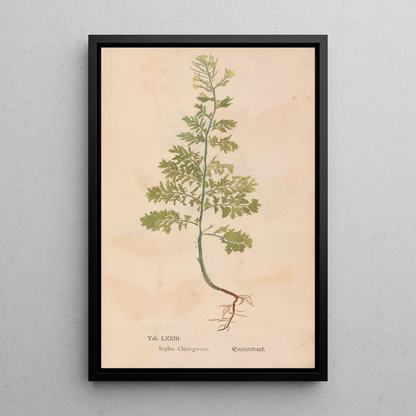 Ectypa vegetabilium Pl073 - Christian Gottlieb Ludwig — oprawiony obraz na ścianie