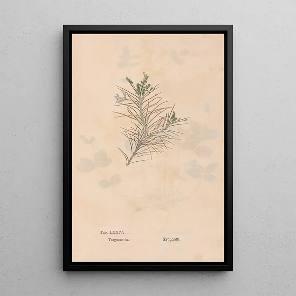 Ectypa vegetabilium Pl074 - Christian Gottlieb Ludwig — oprawiony obraz na ścianie