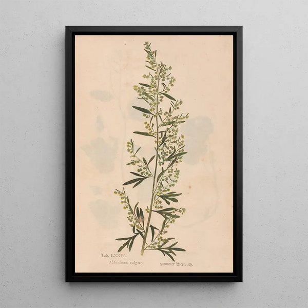 Ectypa vegetabilium Pl076 - Christian Gottlieb Ludwig — oprawiony obraz na ścianie