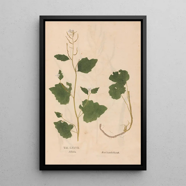 Reprodukcja obrazu Ectypa vegetabilium Pl077 - Christian Gottlieb Ludwig