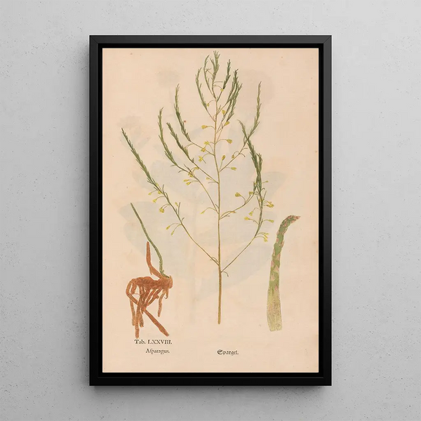 Ectypa vegetabilium Pl078 - Christian Gottlieb Ludwig — oprawiony obraz na ścianie