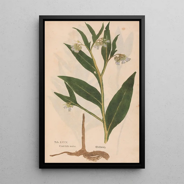 Ectypa vegetabilium Pl080 - Christian Gottlieb Ludwig — oprawiony obraz na ścianie