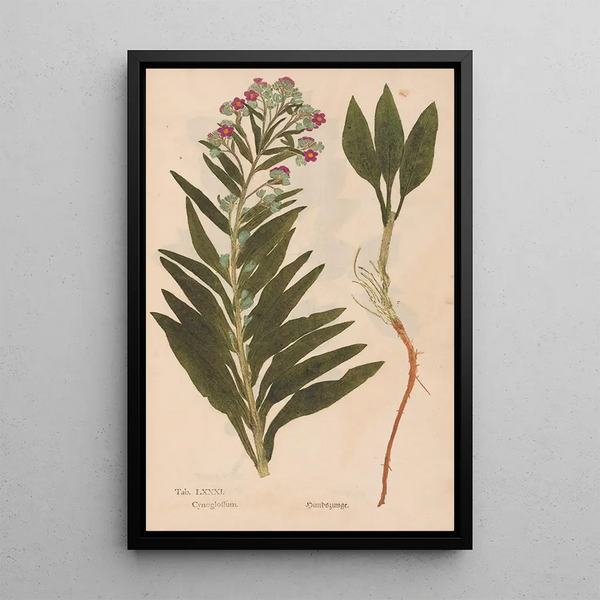 Reprodukcja obrazu Ectypa vegetabilium Pl081 - Christian Gottlieb Ludwig
