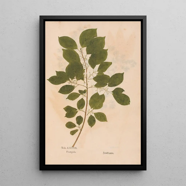 Ectypa vegetabilium Pl082 - Christian Gottlieb Ludwig — oprawiony obraz na ścianie