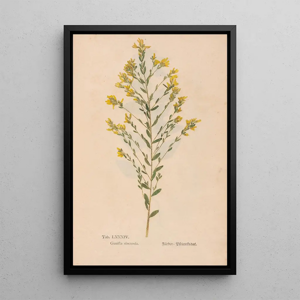 Reprodukcja obrazu Ectypa vegetabilium Pl084 - Christian Gottlieb Ludwig