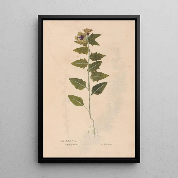Ectypa vegetabilium Pl085 - Christian Gottlieb Ludwig — oprawiony obraz na ścianie