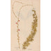 Reprodukcja obrazu Ectypa vegetabilium Pl086 - Christian Gottlieb Ludwig