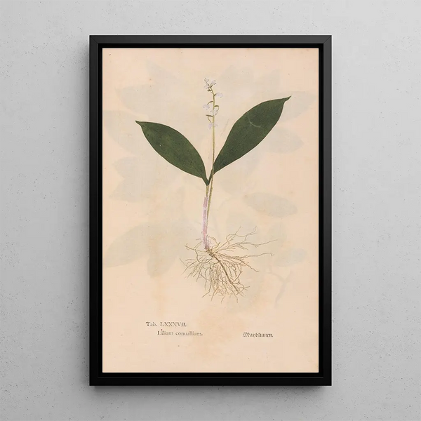 Ectypa vegetabilium Pl087 - Christian Gottlieb Ludwig — oprawiony obraz na ścianie