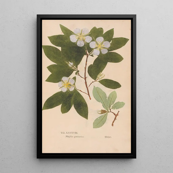 Reprodukcja obrazu Ectypa vegetabilium Pl088 - Christian Gottlieb Ludwig