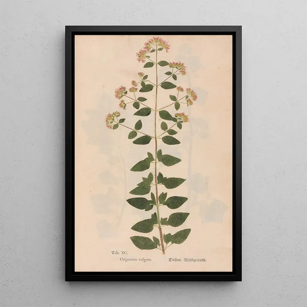 Reprodukcja obrazu Ectypa vegetabilium Pl090 - Christian Gottlieb Ludwig