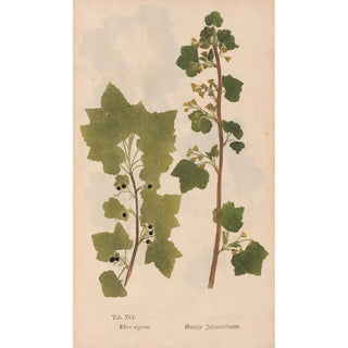 Christian Gottlieb Ludwig - Ectypa vegetabilium Pl091.webp