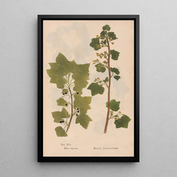 Ectypa vegetabilium Pl091 - Christian Gottlieb Ludwig — oprawiony obraz na ścianie
