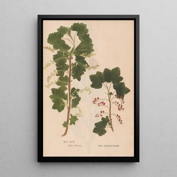 Reprodukcja obrazu Ectypa vegetabilium Pl092 - Christian Gottlieb Ludwig