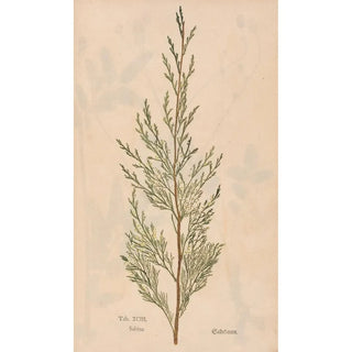 Christian Gottlieb Ludwig - Ectypa vegetabilium Pl093.webp