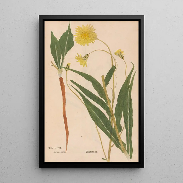 Ectypa vegetabilium Pl096 - Christian Gottlieb Ludwig — oprawiony obraz na ścianie