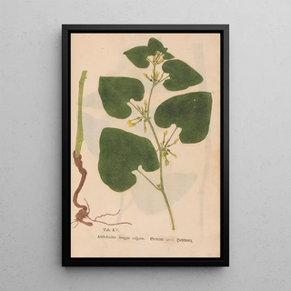 Christian Gottlieb Ludwig - Ectypa vegetabilium Pl105.webp