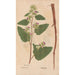 Ectypa vegetabilium Pl106 - Christian Gottlieb Ludwig — widok dzieła