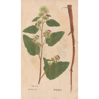 Christian Gottlieb Ludwig - Ectypa vegetabilium Pl106.webp