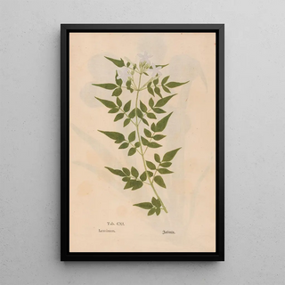 Christian Gottlieb Ludwig - Ectypa vegetabilium Pl111.webp