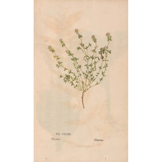 Christian Gottlieb Ludwig - Ectypa vegetabilium Pl123.webp