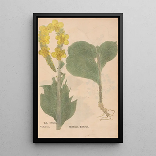 Christian Gottlieb Ludwig - Ectypa vegetabilium Pl124.webp