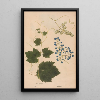 Christian Gottlieb Ludwig - Ectypa vegetabilium Pl125.webp