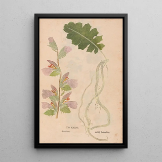 Christian Gottlieb Ludwig - Ectypa vegetabilium Pl126.webp