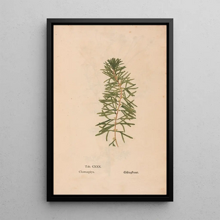 Christian Gottlieb Ludwig - Ectypa vegetabilium Pl130.webp