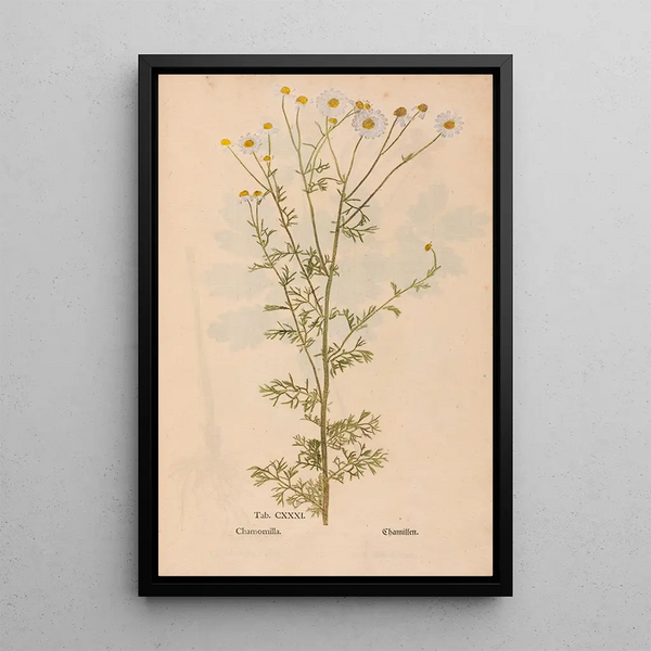 Ectypa vegetabilium Pl131 - Christian Gottlieb Ludwig — oprawiony obraz na ścianie
