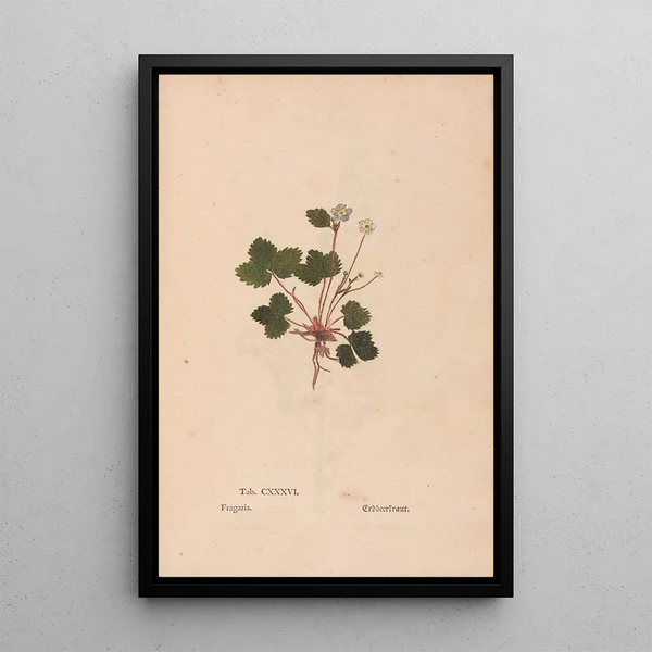 Ectypa vegetabilium Pl136 - Christian Gottlieb Ludwig — oprawiony obraz na ścianie