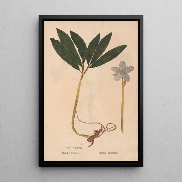 Reprodukcja obrazu Ectypa vegetabilium Pl139 - Christian Gottlieb Ludwig