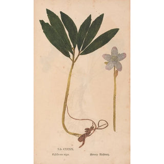 Christian Gottlieb Ludwig - Ectypa vegetabilium Pl139.webp