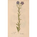 Reprodukcja obrazu Ectypa vegetabilium Pl144 - Christian Gottlieb Ludwig