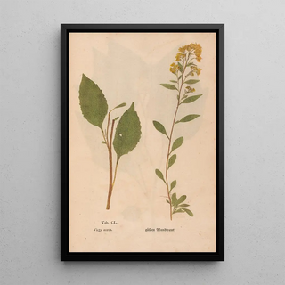 Christian Gottlieb Ludwig - Ectypa vegetabilium Pl150.webp