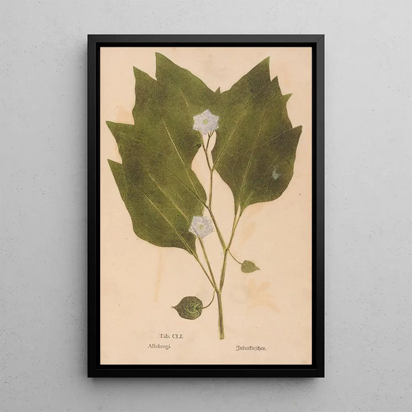 Ectypa vegetabilium Pl151 - Christian Gottlieb Ludwig — oprawiony obraz na ścianie